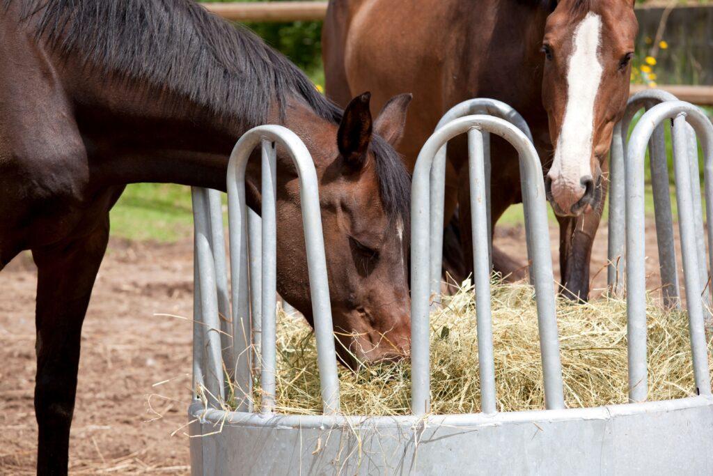 Zwei Pferde fressen Heu aus einer metallenen Heuraufe auf einer Weide. Die Heuraufe hält das Heu sauber und gut erreichbar für die Tiere, was zu einer effizienten Fütterung beiträgt.