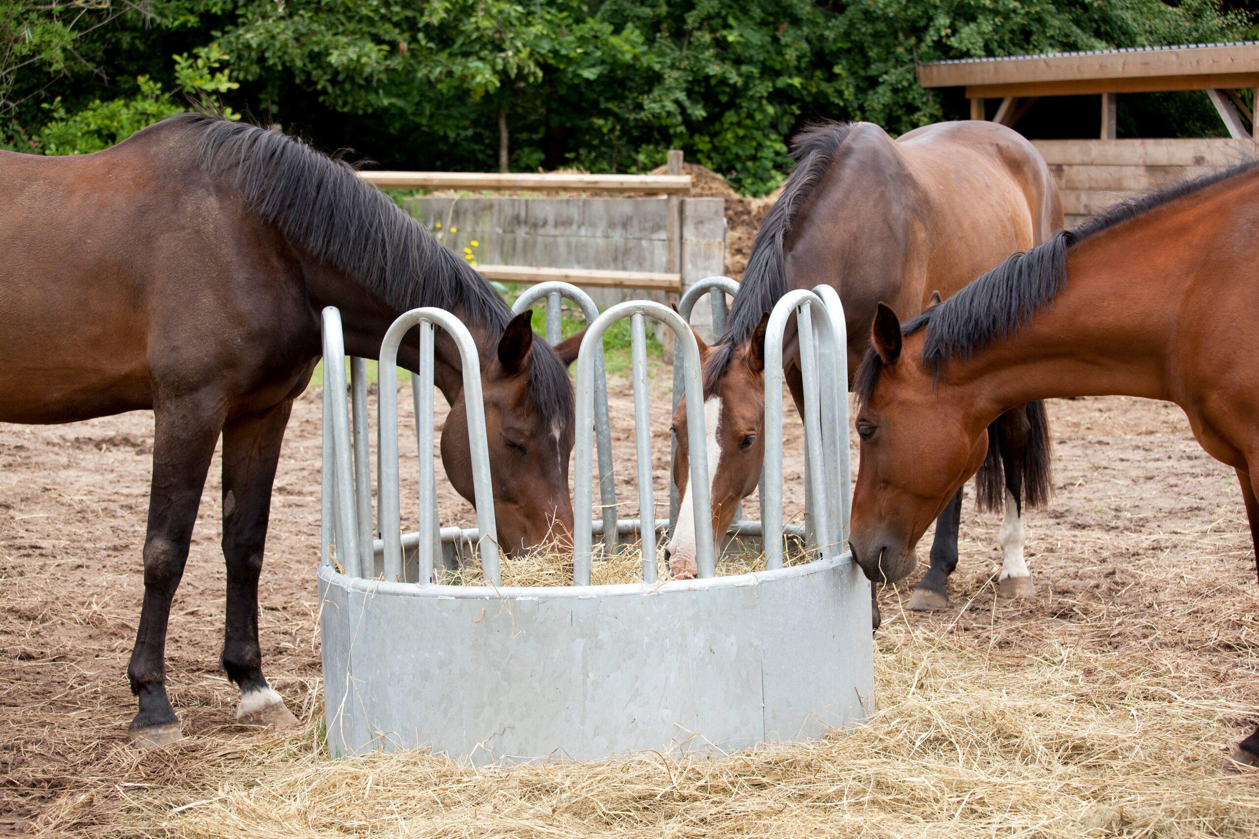 Drei Pferde fressen Heu aus einer runden, metallenen Heuraufe auf einer Weide. Die Heuraufe sorgt dafür, dass das Heu sauber und gut erreichbar bleibt, was zu einer effizienten und hygienischen Fütterung beiträgt.